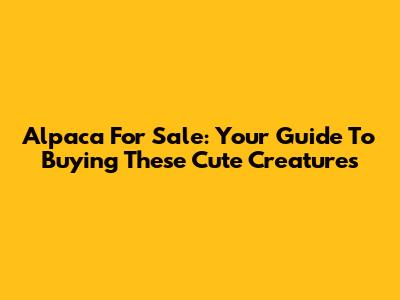 Alpaca For Sale: Your Guide To Buying These Cute Creatures