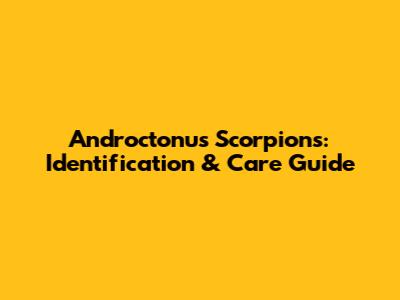 Androctonus Scorpions: Identification & Care Guide