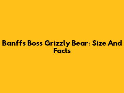 Banff's Boss Grizzly Bear: Size And Facts