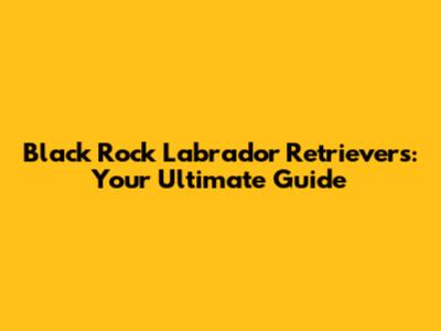 Black Rock Labrador Retrievers: Your Ultimate Guide