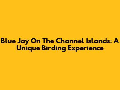 Blue Jay On The Channel Islands: A Unique Birding Experience