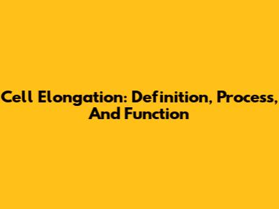 Cell Elongation: Definition, Process, And Function
