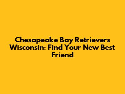 Chesapeake Bay Retrievers Wisconsin: Find Your New Best Friend