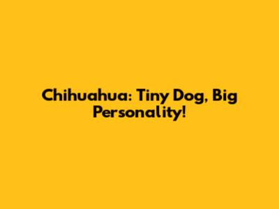 Chihuahua: Tiny Dog, Big Personality!