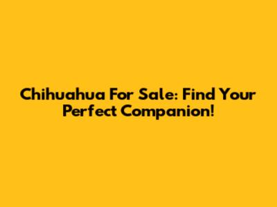 Chihuahua For Sale: Find Your Perfect Companion!