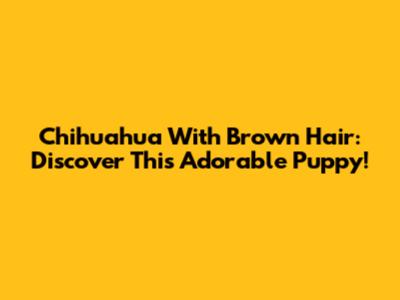 Chihuahua With Brown Hair: Discover This Adorable Puppy!