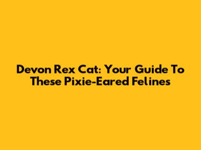 Devon Rex Cat: Your Guide To These Pixie-Eared Felines
