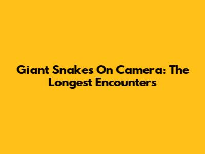 Giant Snakes On Camera: The Longest Encounters