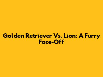 Golden Retriever Vs. Lion: A Furry Face-Off