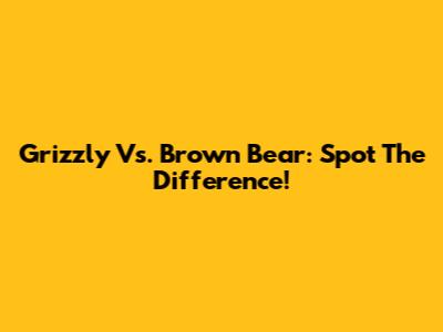 Grizzly Vs. Brown Bear: Spot The Difference!