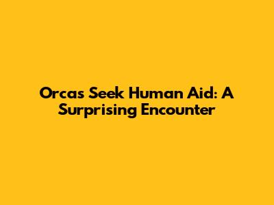 Orcas Seek Human Aid: A Surprising Encounter