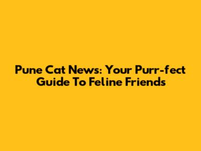 Pune Cat News: Your Purr-fect Guide To Feline Friends