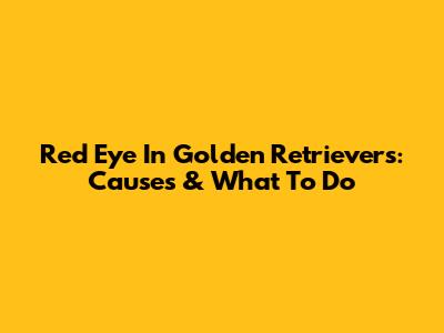 Red Eye In Golden Retrievers: Causes & What To Do