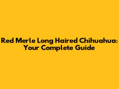 Red Merle Long Haired Chihuahua: Your Complete Guide