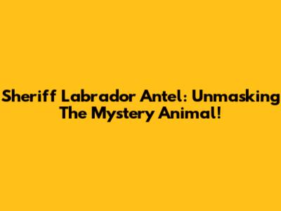 Sheriff Labrador Antel: Unmasking The Mystery Animal!