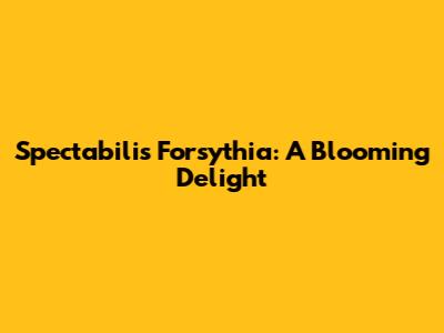 Spectabilis Forsythia: A Blooming Delight