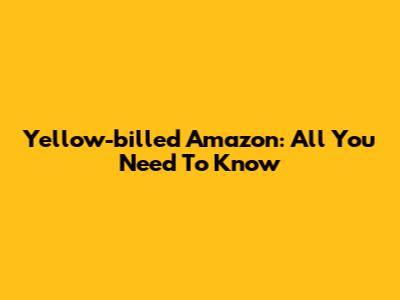 Yellow-billed Amazon: All You Need To Know